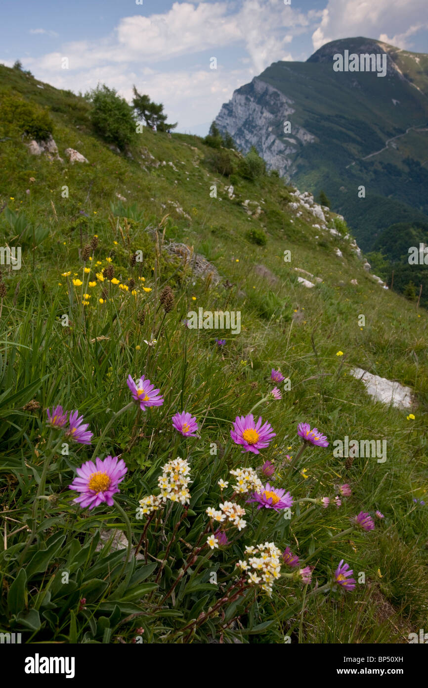 Alpine Aster, Sassifraga alpina e altri fiori nelle praterie fiorite sulle pendici del Monte Baldo, Italia. Foto Stock