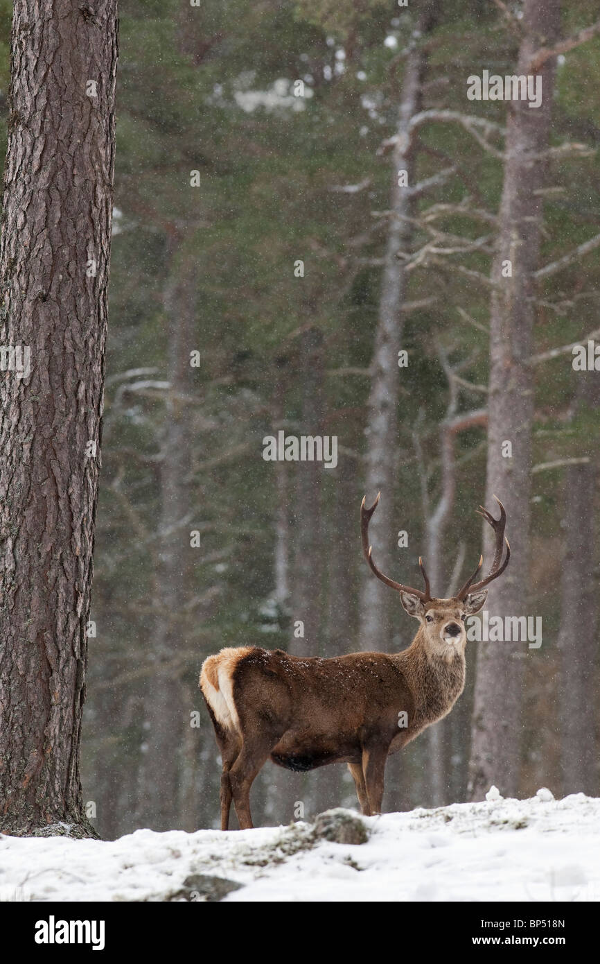 Il cervo (Cervus elaphus). Feste di addio al celibato nella foresta di pini in inverno, Cairngorms National Park, Scozia. Foto Stock