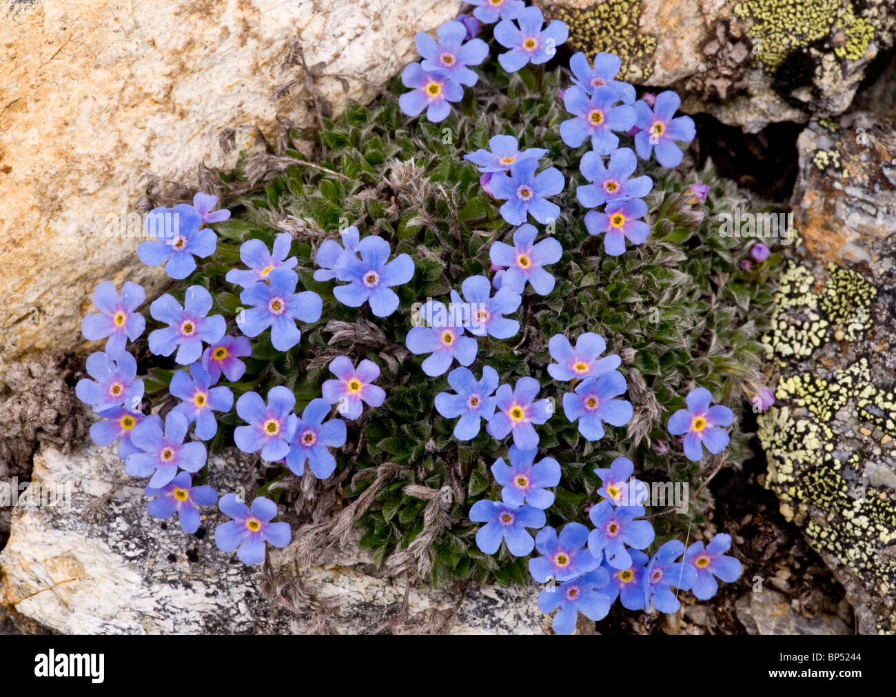 Re-di-il-Alpi, Eritrichium nanum - bella dwarf alpine ad alta altitudine impianto cuscino, a 2900 m, alta Engadina, Svizzera. Foto Stock