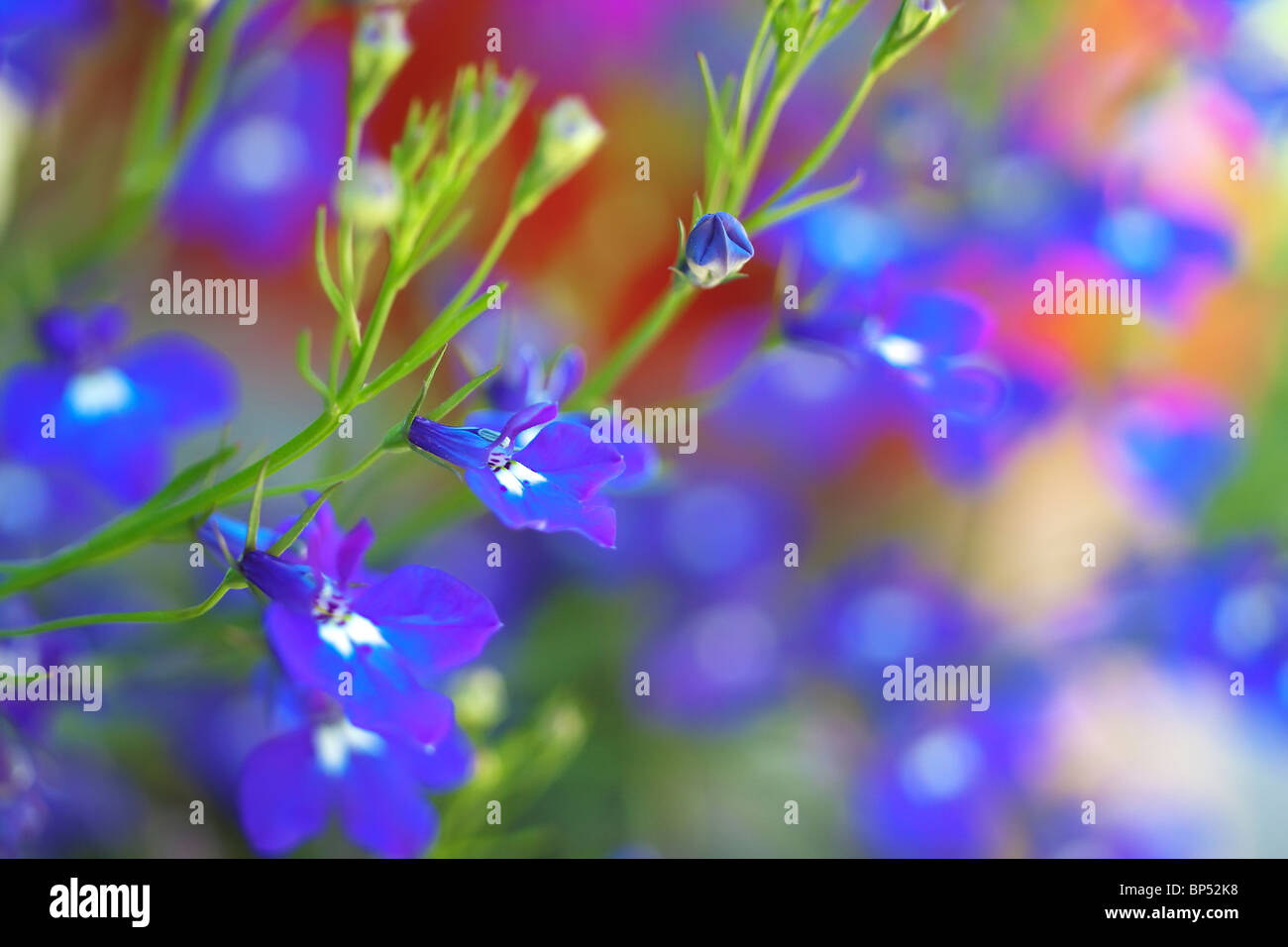 Lobelia compacta piccoli fiori blu super macro Foto Stock