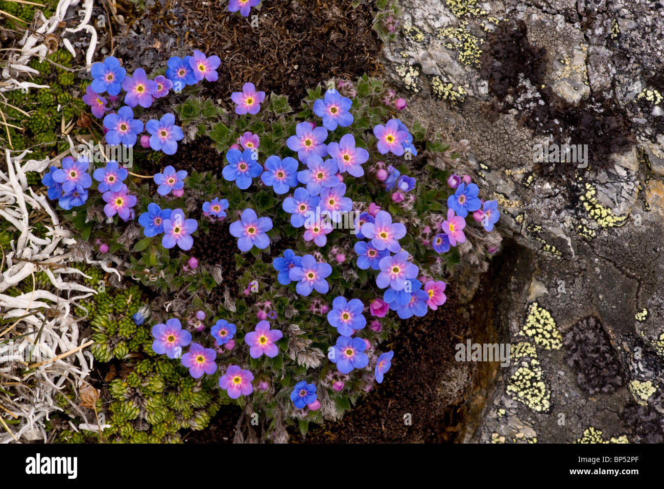 Re-di-il-Alpi, Eritrichium nanum - bella dwarf alpine ad alta altitudine impianto cuscino, a 2900 m, alta Engadina, Svizzera. Foto Stock