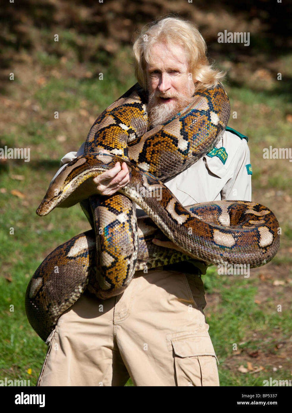 Contrassegnare O'Shea con il 17 piedi lungo Reticultaed Python che è arrivato alla casa dei rettili presso il West Midland Safari Park. Foto Stock