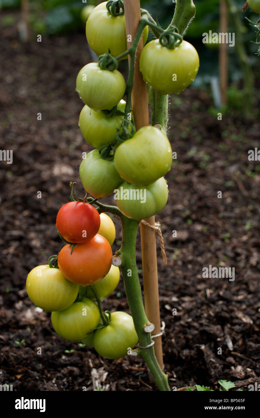 Pomodori cianfrinato maturazione a inizio agosto in un organico di riparto giardino in Cambridgeshire. Foto Stock