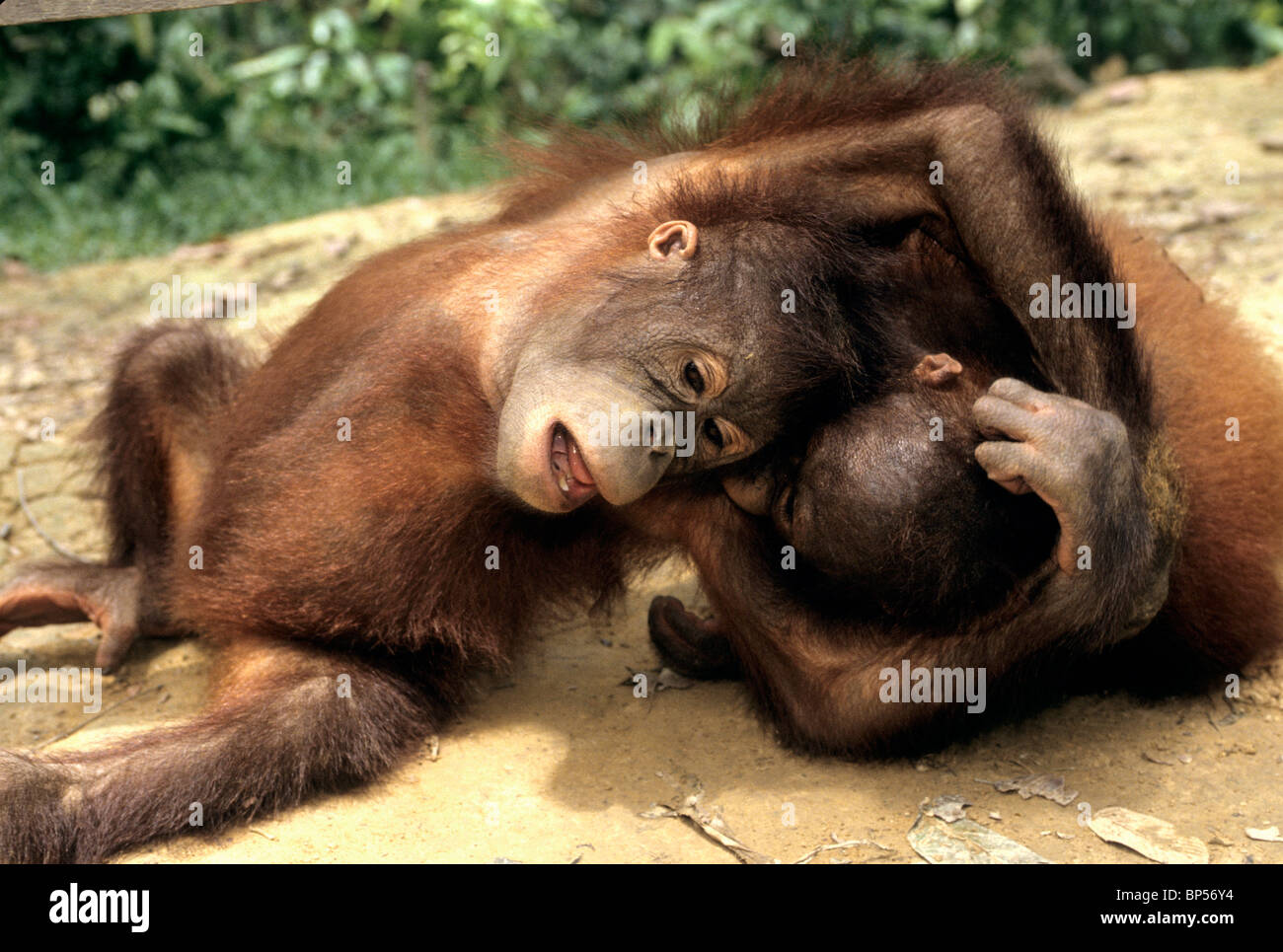 I capretti orangutan giocando, santuario. Foto Stock