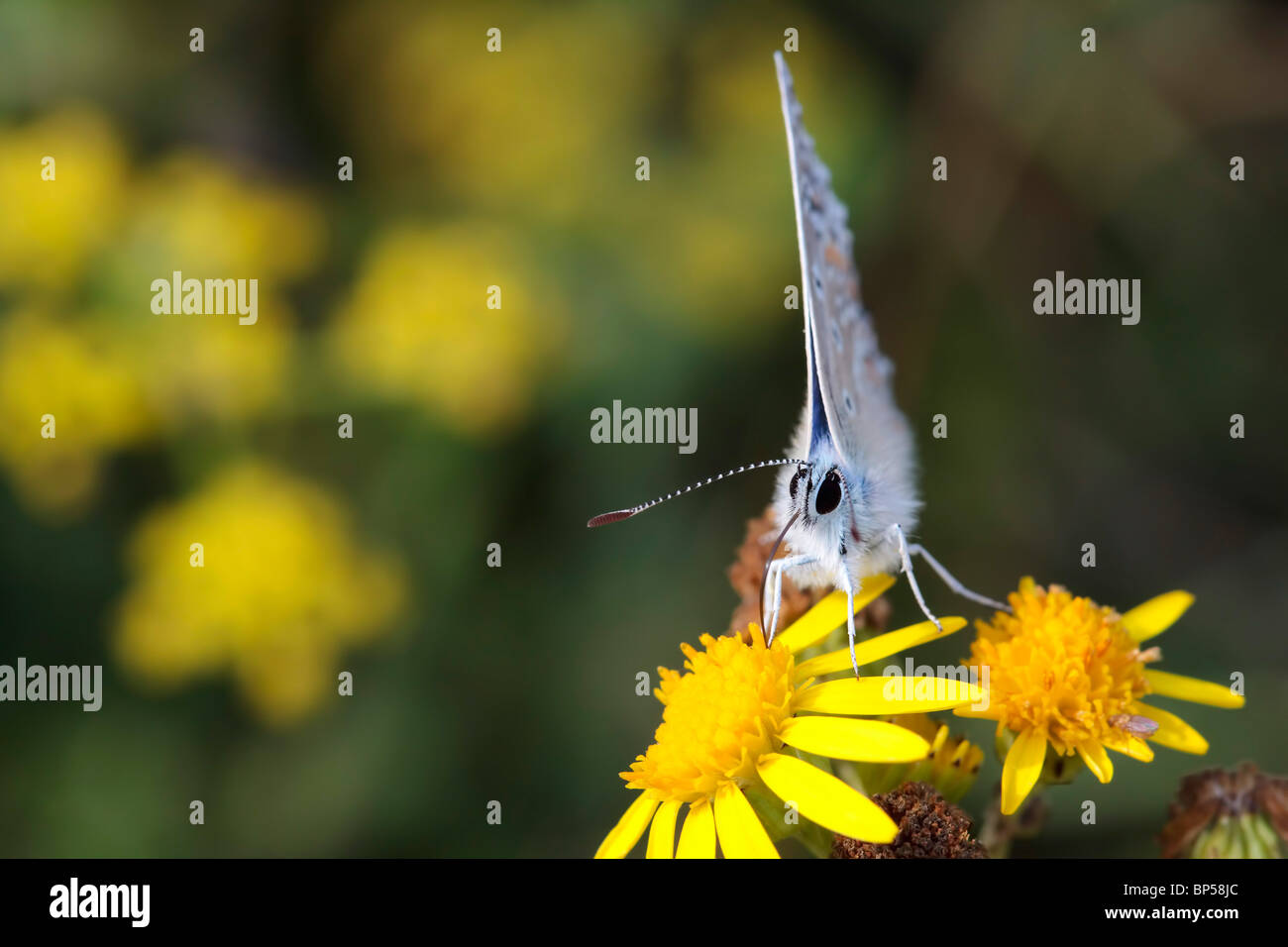 Blue Butterfly sul fiore giallo prese a Broadcroft cava, Portland, Dorset, Inghilterra Foto Stock