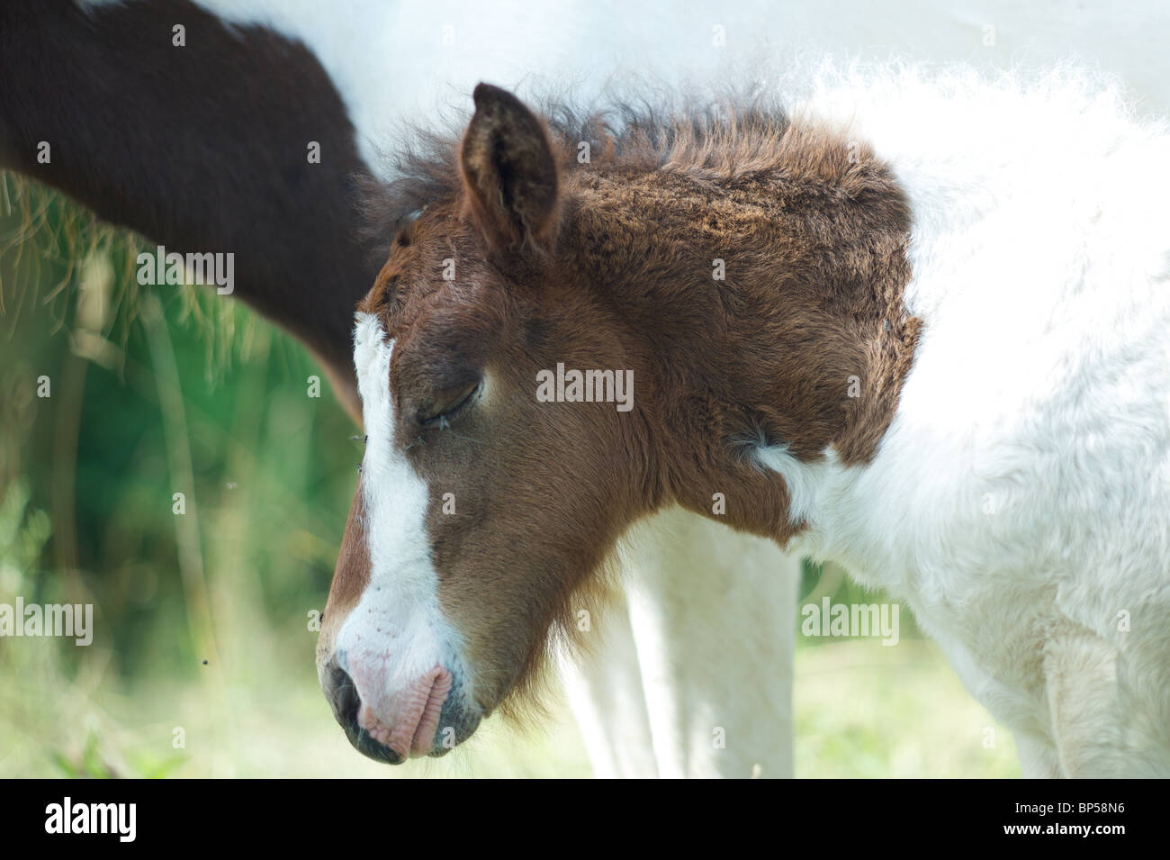 Pony di Islanda Foto Stock