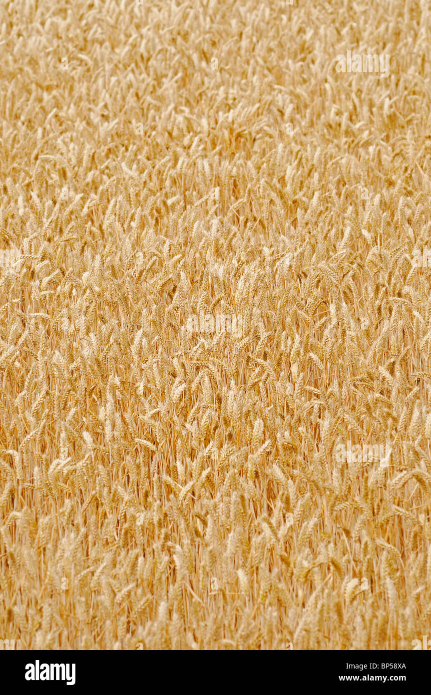 Campo di grano Foto Stock