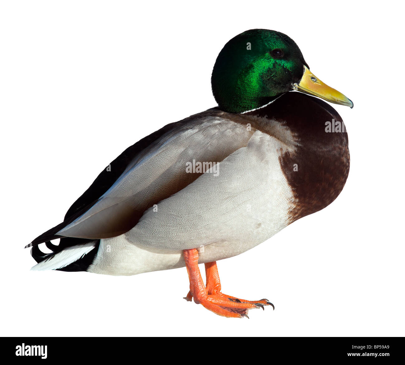 Il Germano reale (Anas platyrhynchos) davanti a uno sfondo bianco, isolata. Foto Stock