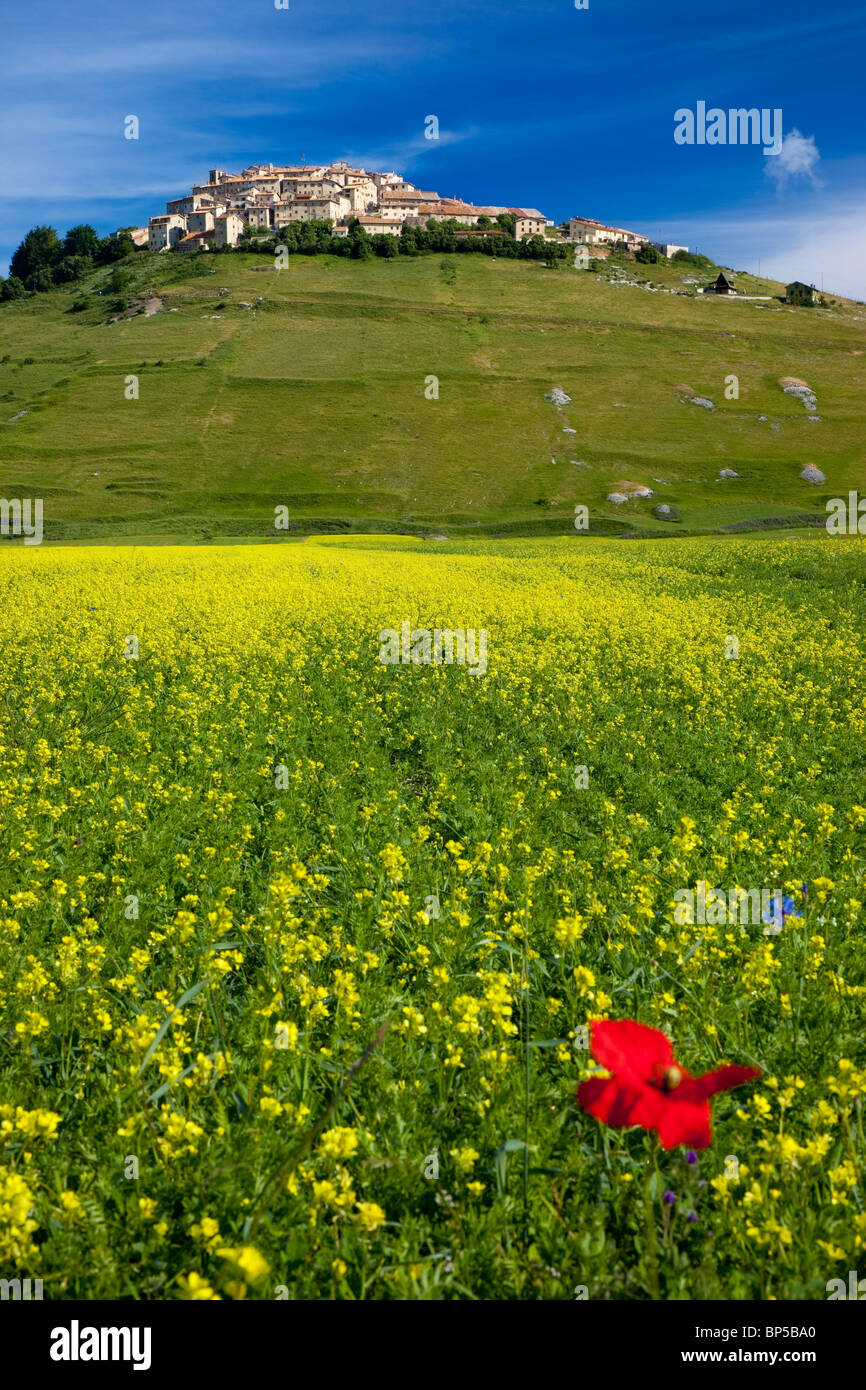 Un singolo papavero rosso in acri di giallo di fiori di campo al di sotto della città medievale di Castelluccio nel Piano Grande, Umbria Italia Foto Stock