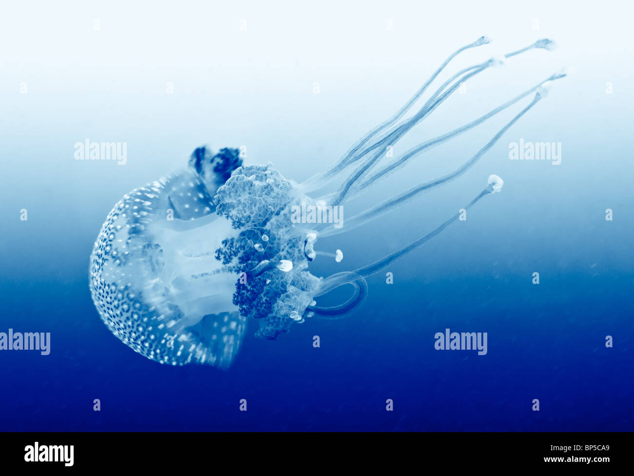 Vita marina Foto Stock