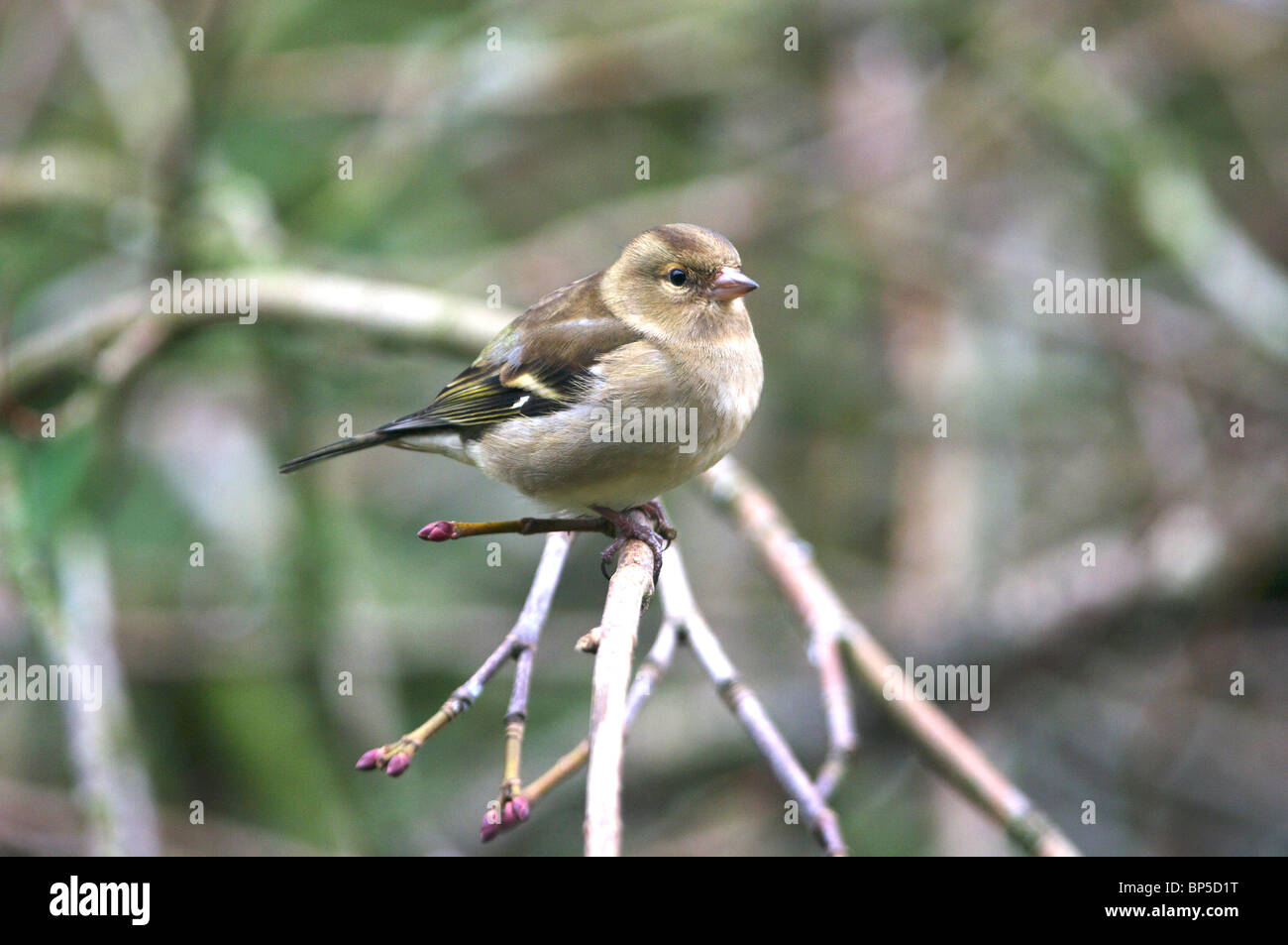 Femmina (fringuello Fringilla coelebs) Foto Stock
