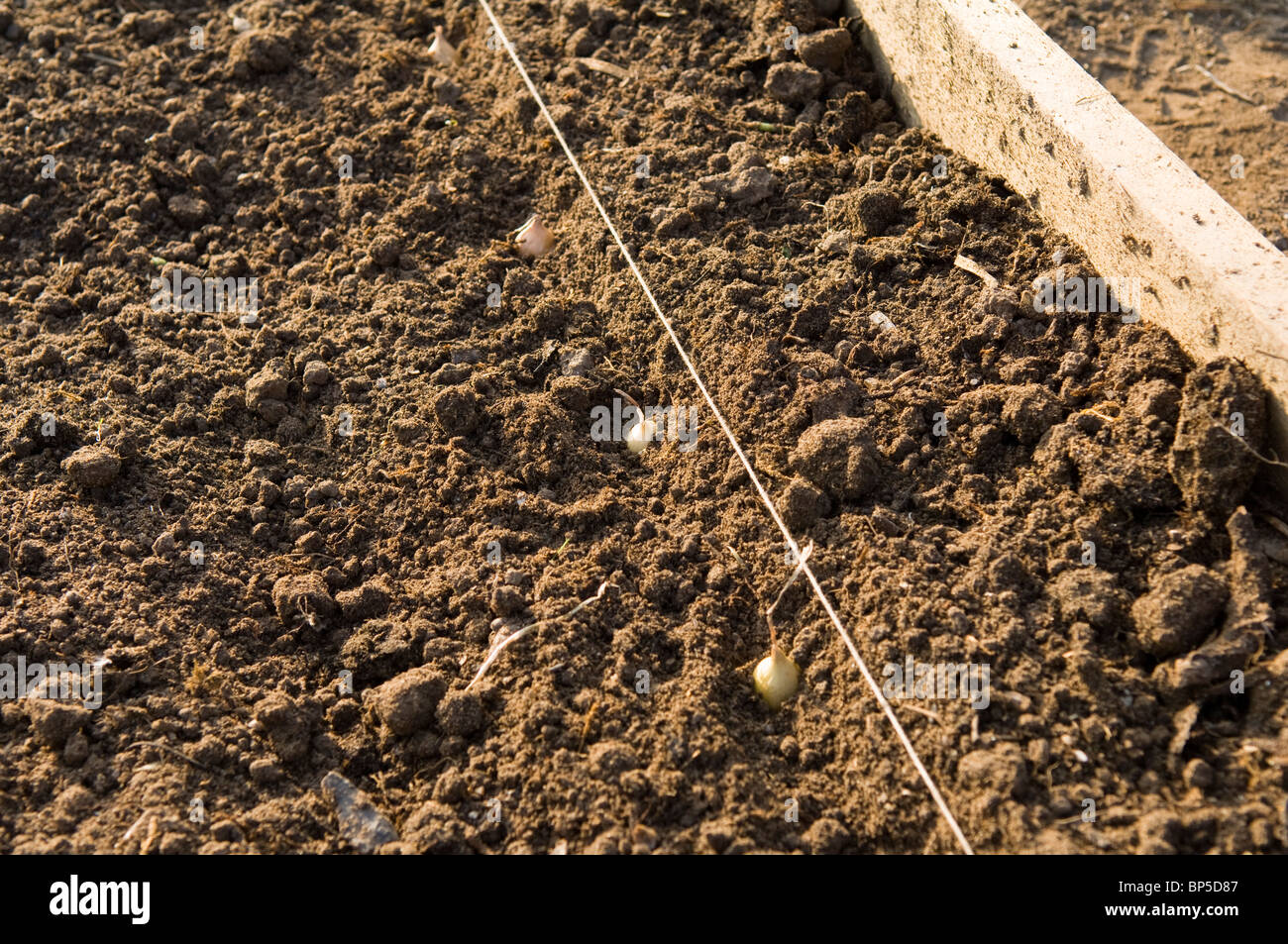 Righe di cipolla (Allium cepa) imposta piantati su un riparto tracciato con una linea di stringa Foto Stock