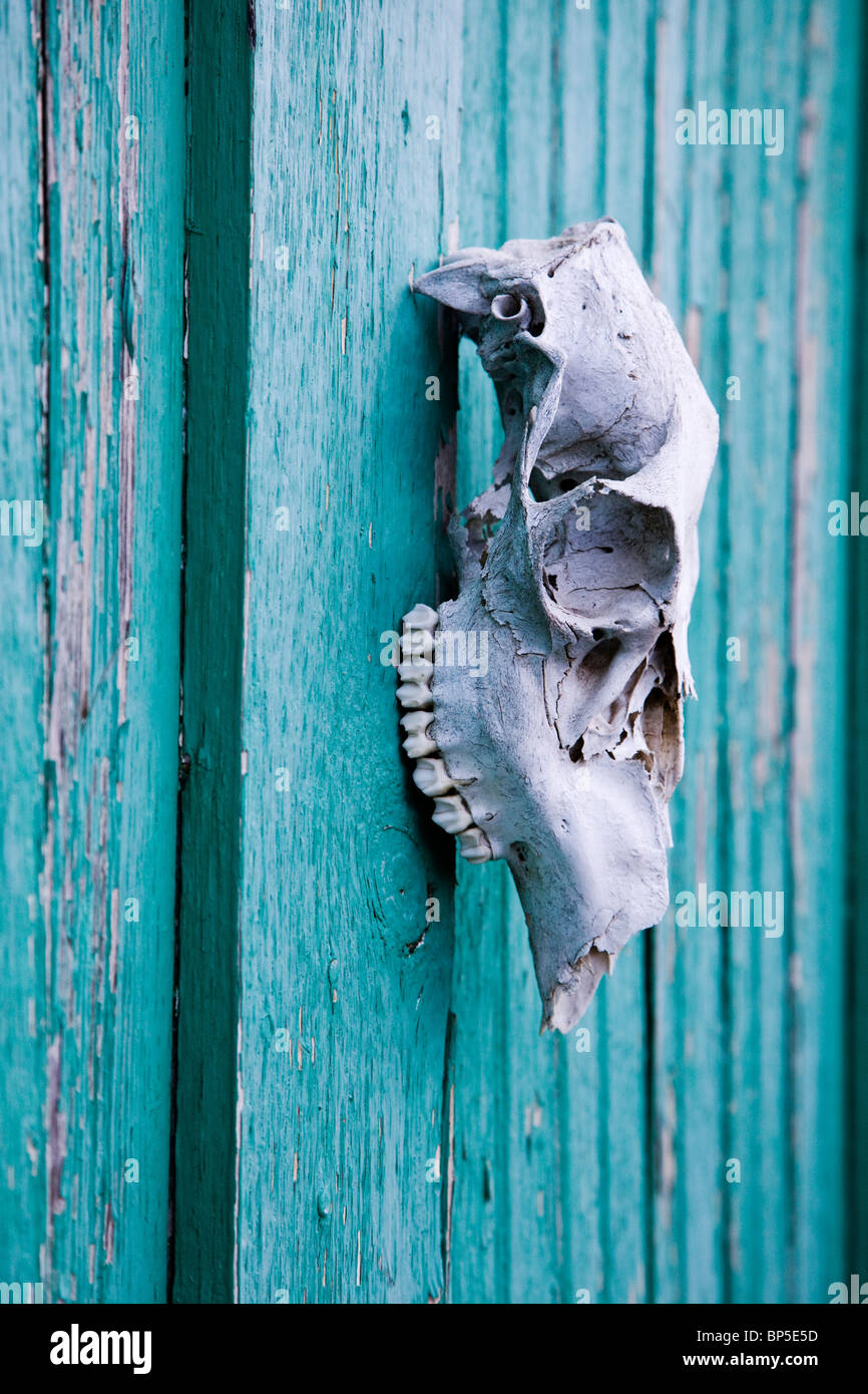 Sun sbiancato cranio animale montato su un verde azzurro porta del granaio Foto Stock