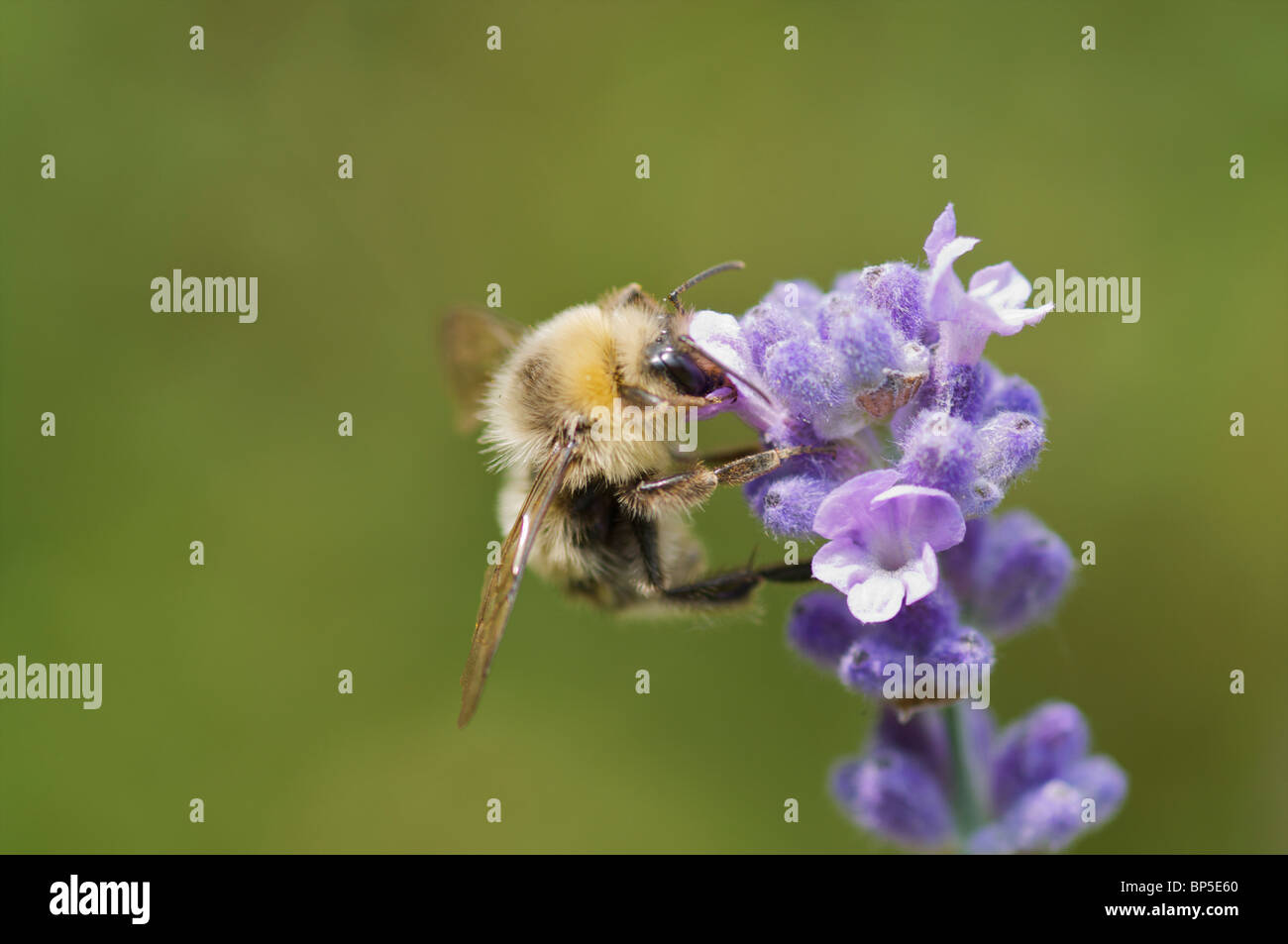 In prossimità di una carda comune Bumblebee in inglese di piante di lavanda (Lavandula angustifolia) Foto Stock