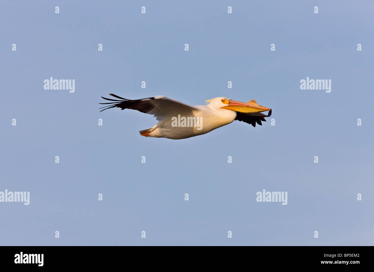 Bianco American Pelican in volo Foto Stock