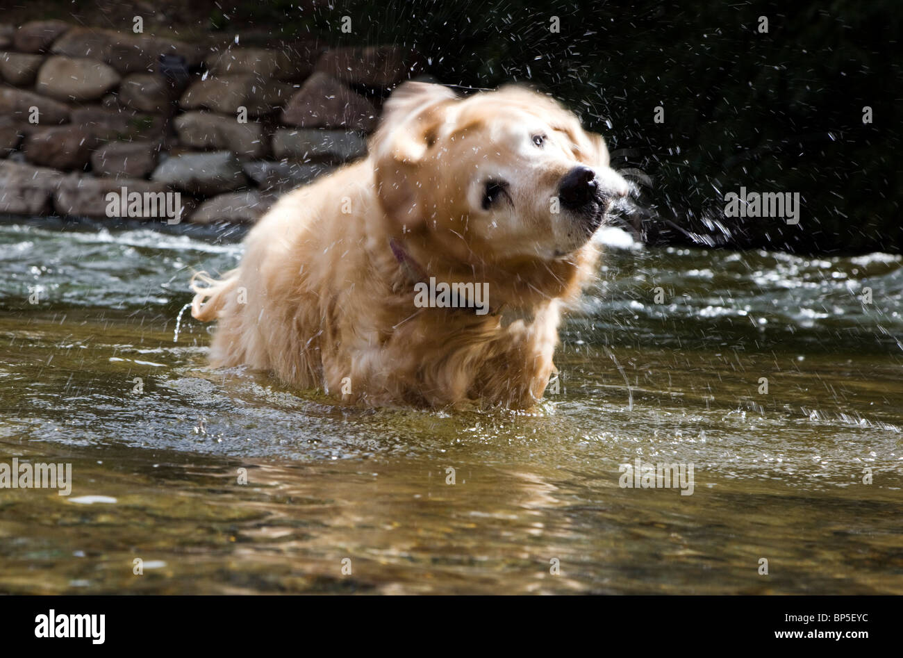 Godlen Retriever dog off di scuotimento in Arkansas River, Salida, Colorado, STATI UNITI D'AMERICA Foto Stock
