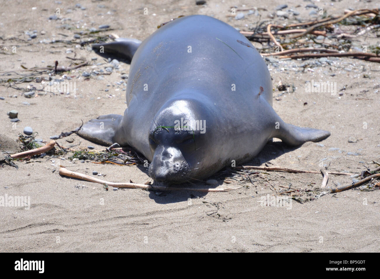 Le guarnizioni di tenuta di elefante colonia durante periodo di muta, PIEDRAS BLANCAS Beach, California, Stati Uniti d'America Foto Stock