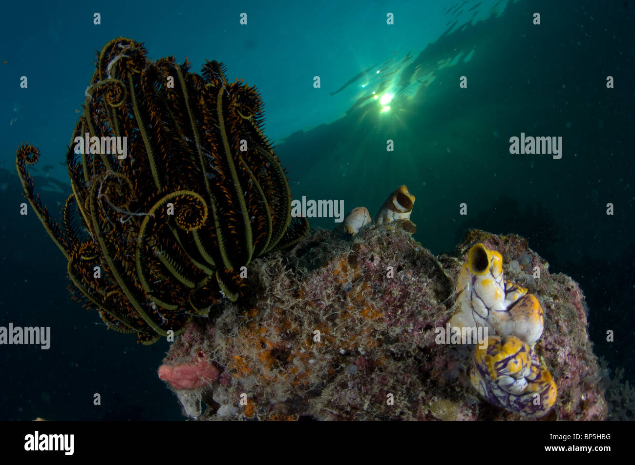 Feather star sul reef intorno Seaventures sito di immersione, mabul, Cellebes mare, Malaysia. Foto Stock