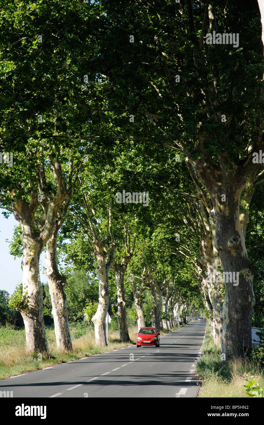 Piccolo colorato di rosso francese Citroen auto passando attraverso un viale di platani a Capestang Francia meridionale Foto Stock