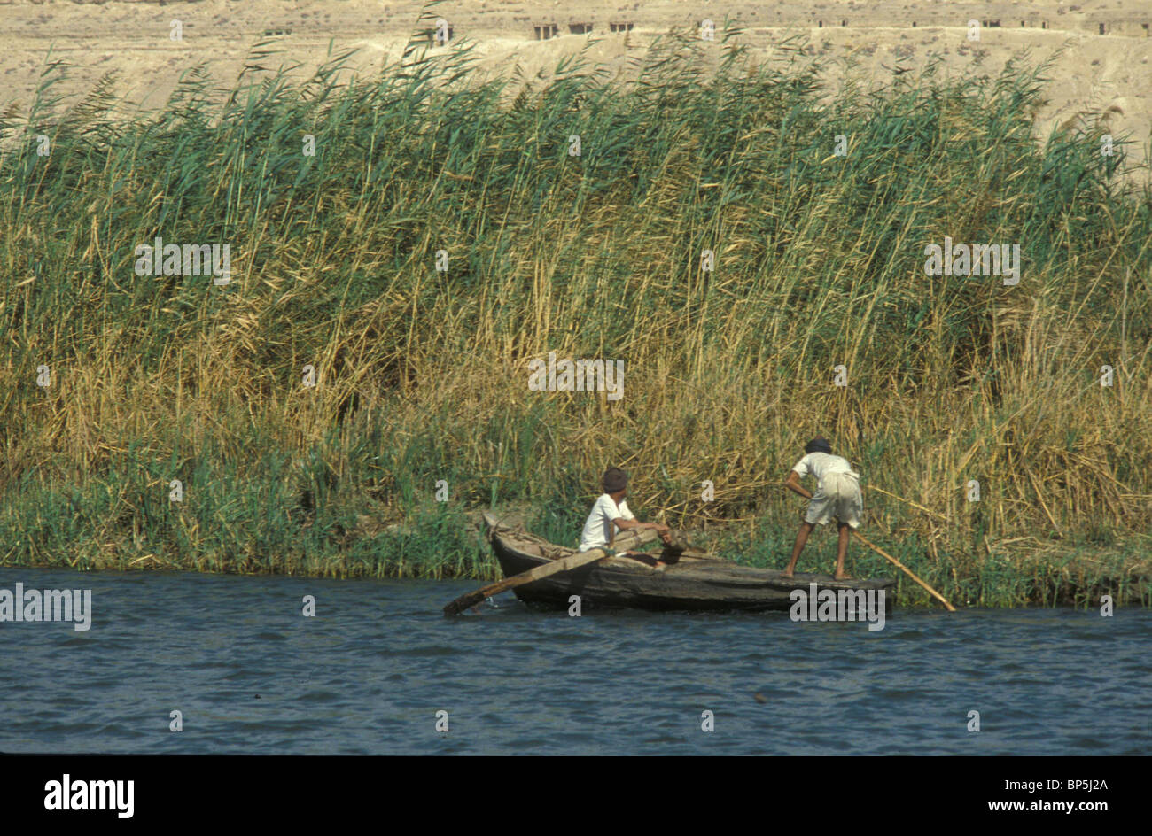 3491. Nilo - La vegetazione lungo le rive del fiume è MAUNLY papiro e canne usate per costruire e prodotti alimentari di origine animale Foto Stock