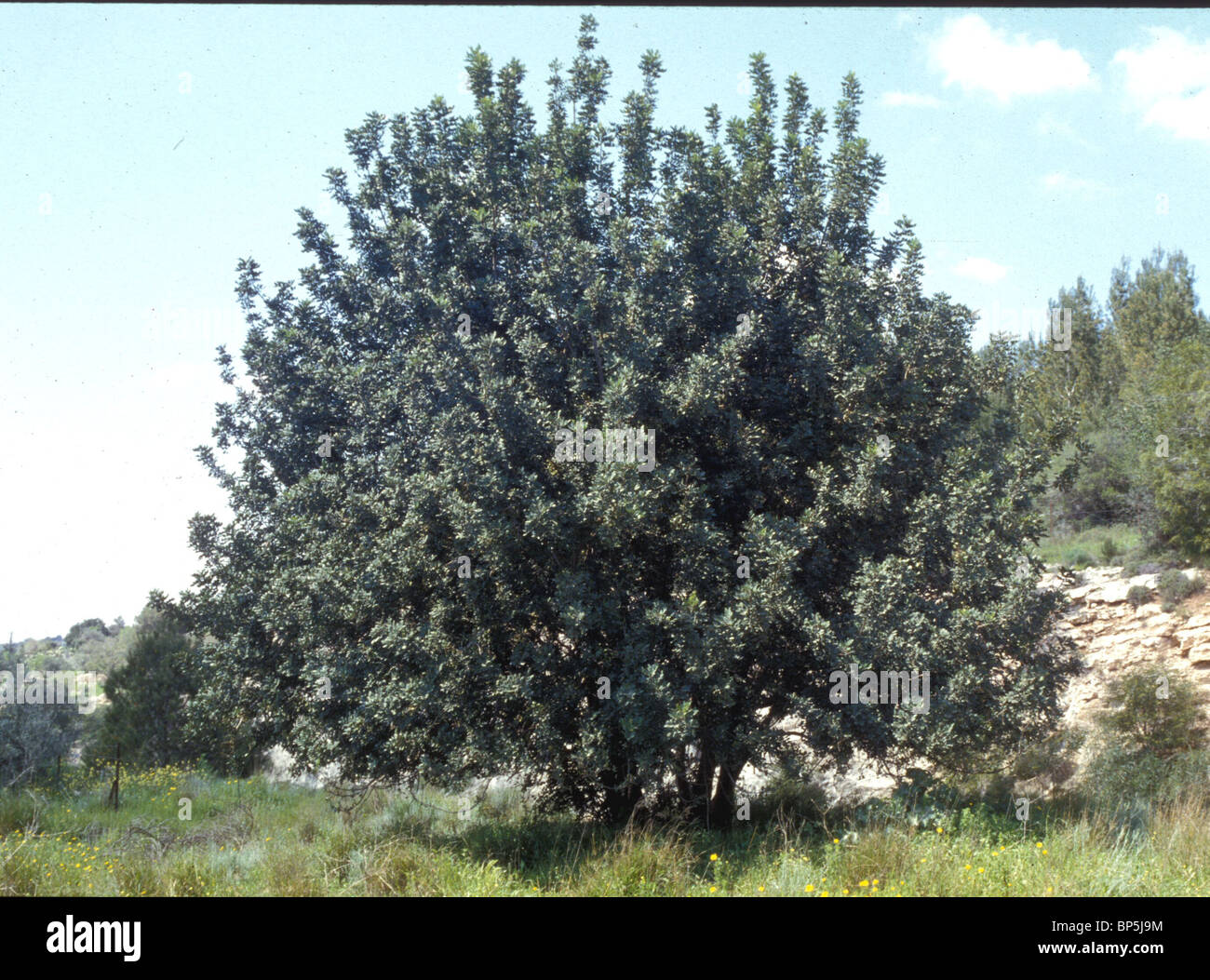 (Carrubo Ceratonia siliqua) - albero che cresce nelle pianure di Israele. Si tratta di frutta contiene un sacco di zucchero e viene consumato da uomo & Foto Stock
