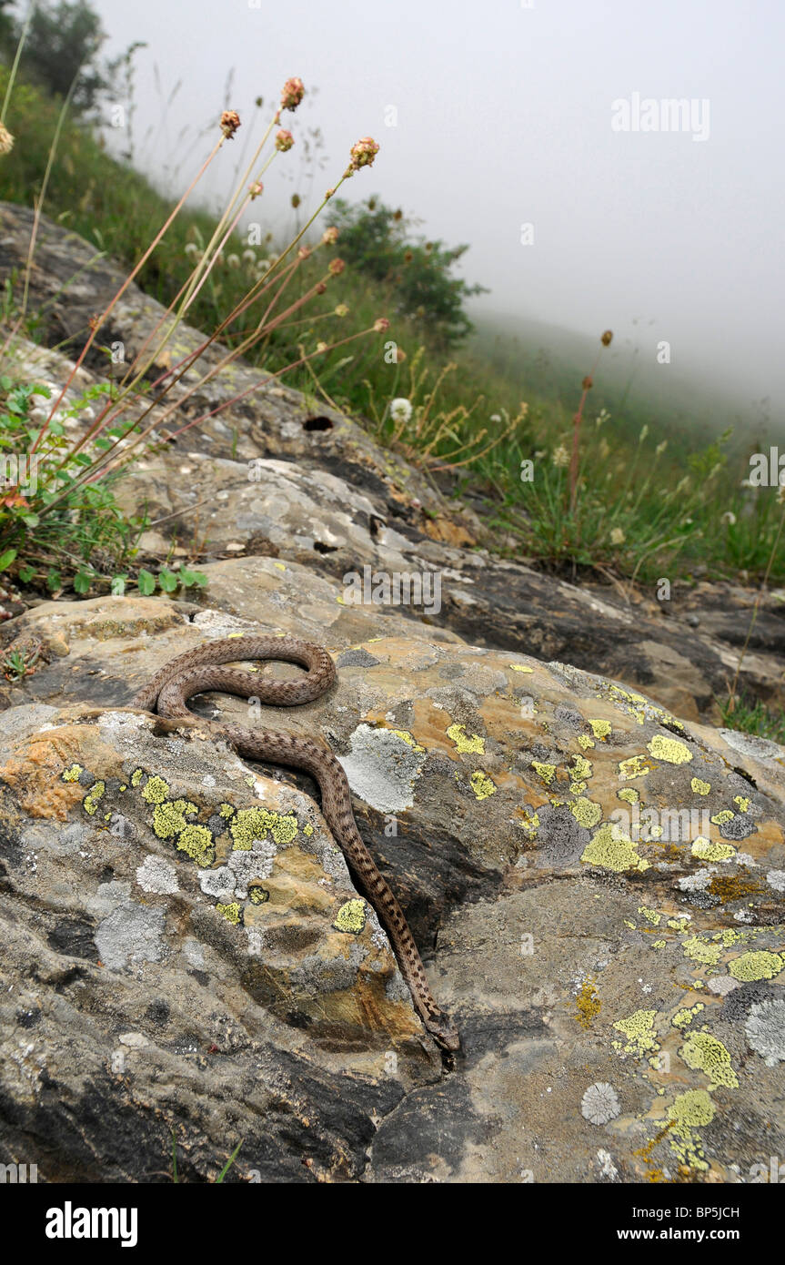 Colubro liscio (Coronella austriaca), tra le rocce su un nebbioso giorno, Spagna, Pirenei, Arantal Foto Stock