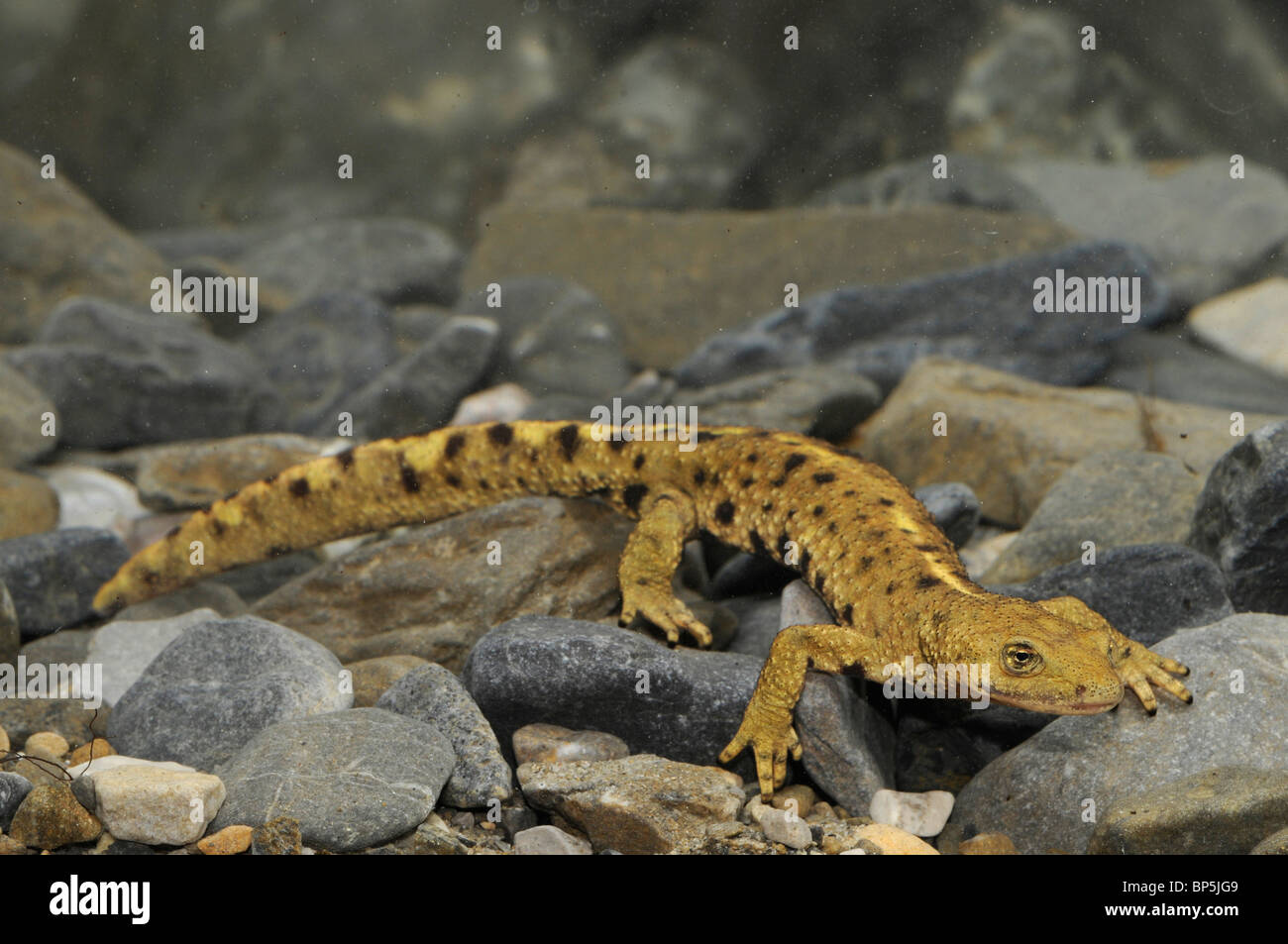 Pirenei brook salamander, montagna dei pirenei newt (Euproctus asper, Calotriton asper), subacquea su pietre, Spagna, Pirenei, O Foto Stock