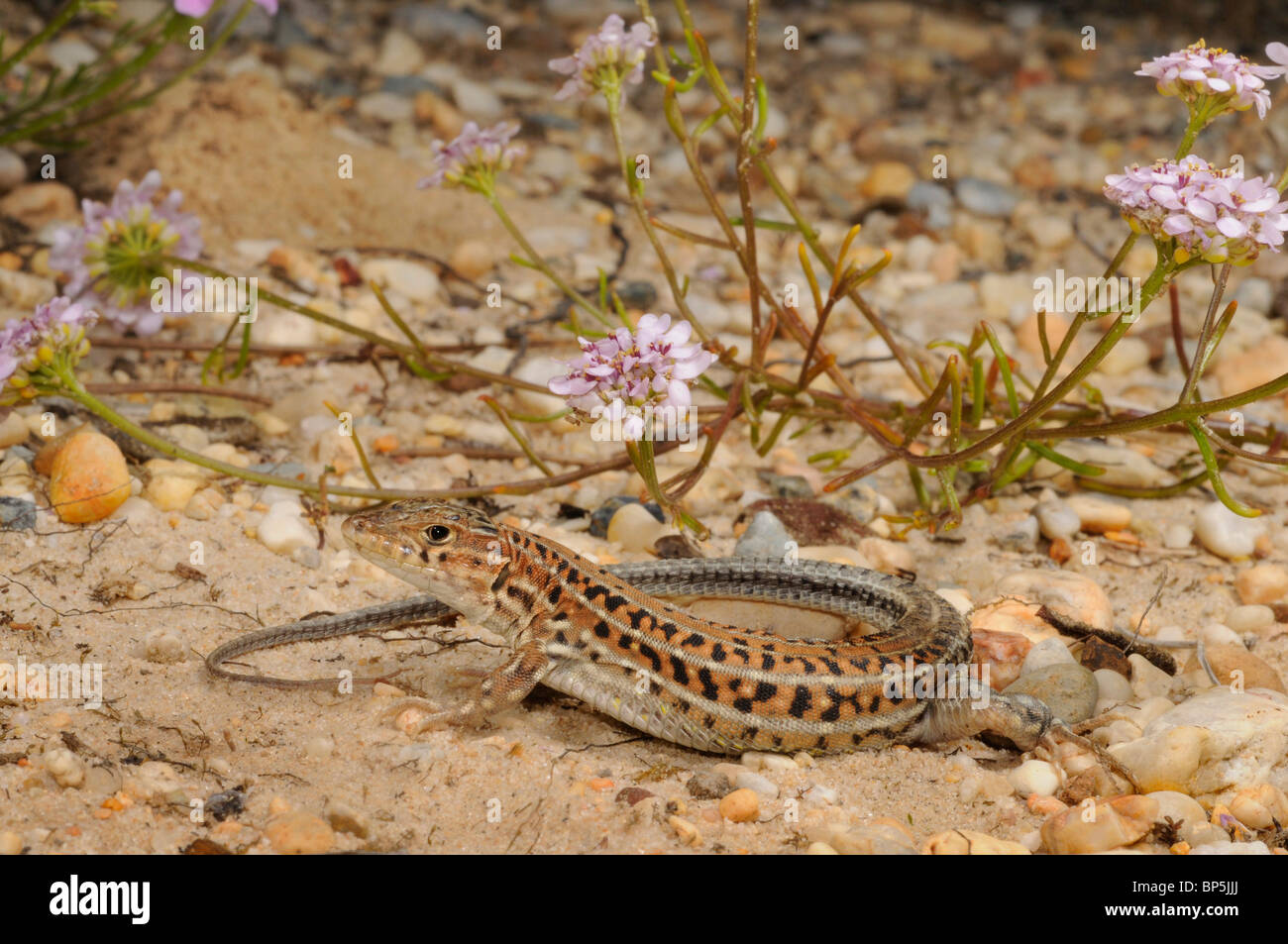 Spinosa-footed lizard, fringe-dita lizard (Acanthodactylus erythrurus), sulla sabbia di fronte a fiori di colore rosa, Spagna, Andalusia, D Foto Stock