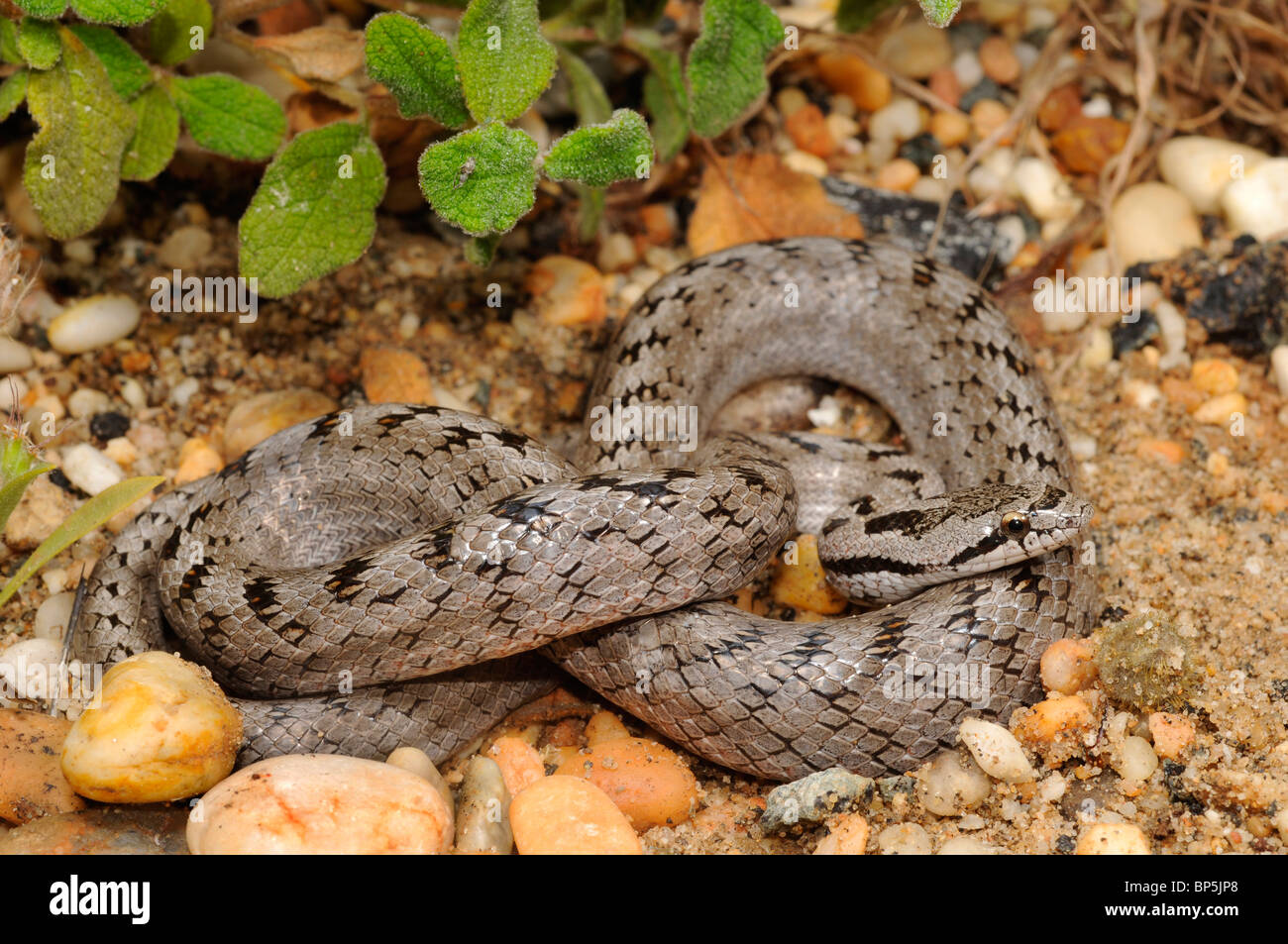 A sud di serpente liscio, Bordeaux snake (Coronella girondica) arrotolato nel suo biotopo naturale, Spagna, Andalusia, Donana Nationa Foto Stock