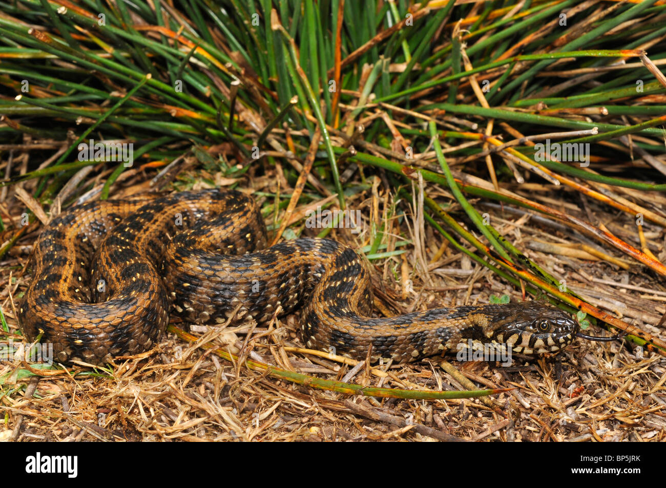 Viperine snake, viperine biscia dal collare (natrix maura), striscianti e sfogliare, Spagna, Andalusia, Nationalpark Donana. Foto Stock