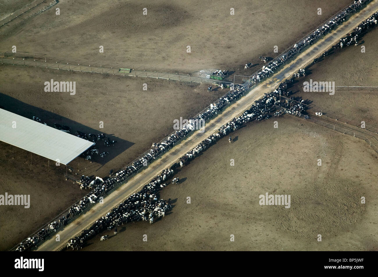 Vista aerea sopra il bestiame feedlot Central Valley in California Foto Stock