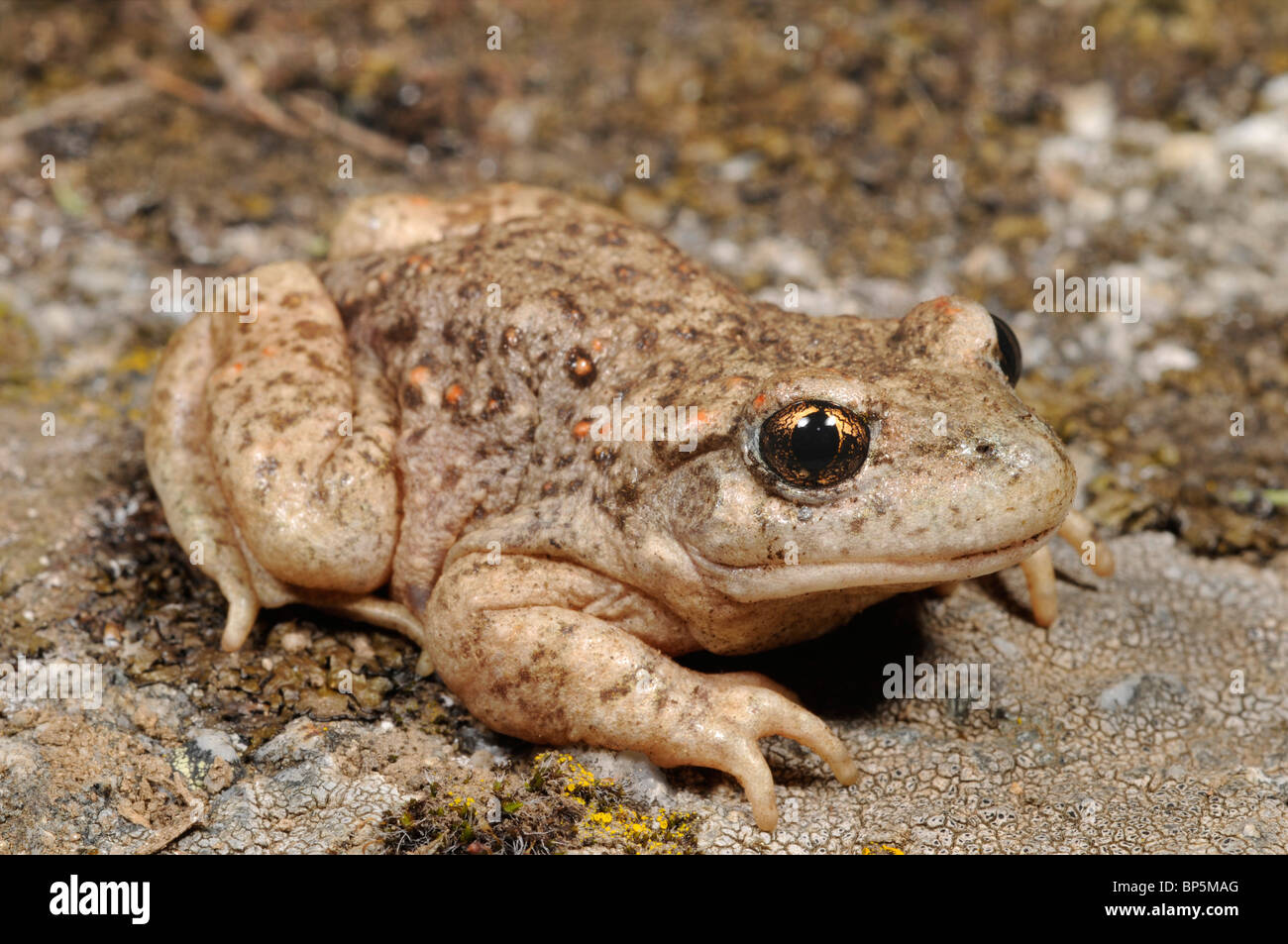 Ostetrica iberica toad (Alytes cisternasii), su roccia, Spagna, Kastilien, Sierra de Gredos Foto Stock
