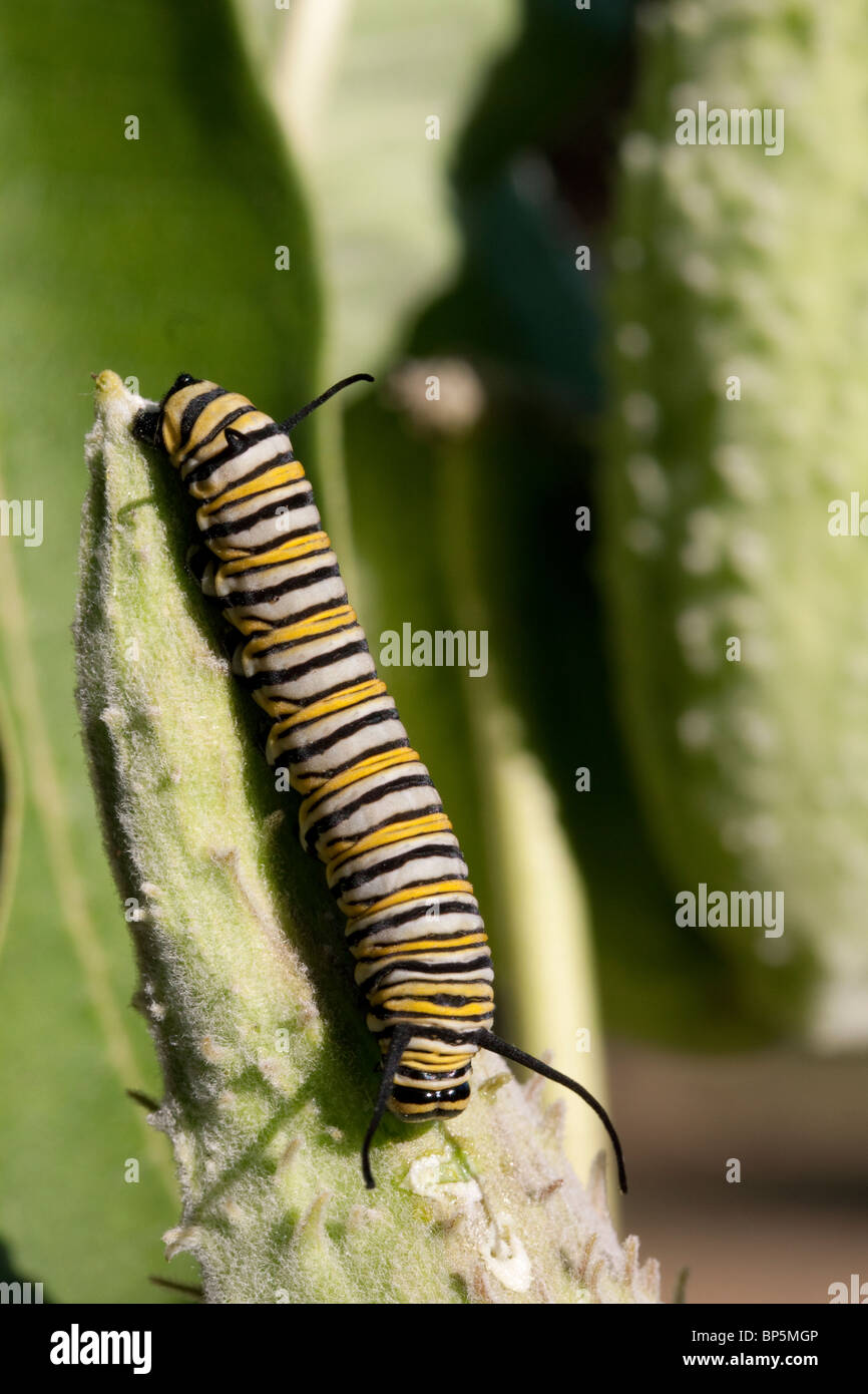 Farfalla monarca caterpillar Danaus plexippus alimentare su comuni Milkweed Asclepias syriaca E USA Foto Stock