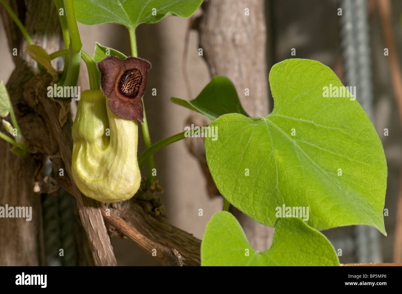 Aristolochia cinese, Guan Mu Tong (Aristolochia manshuriensis), di fiori e foglie. Foto Stock