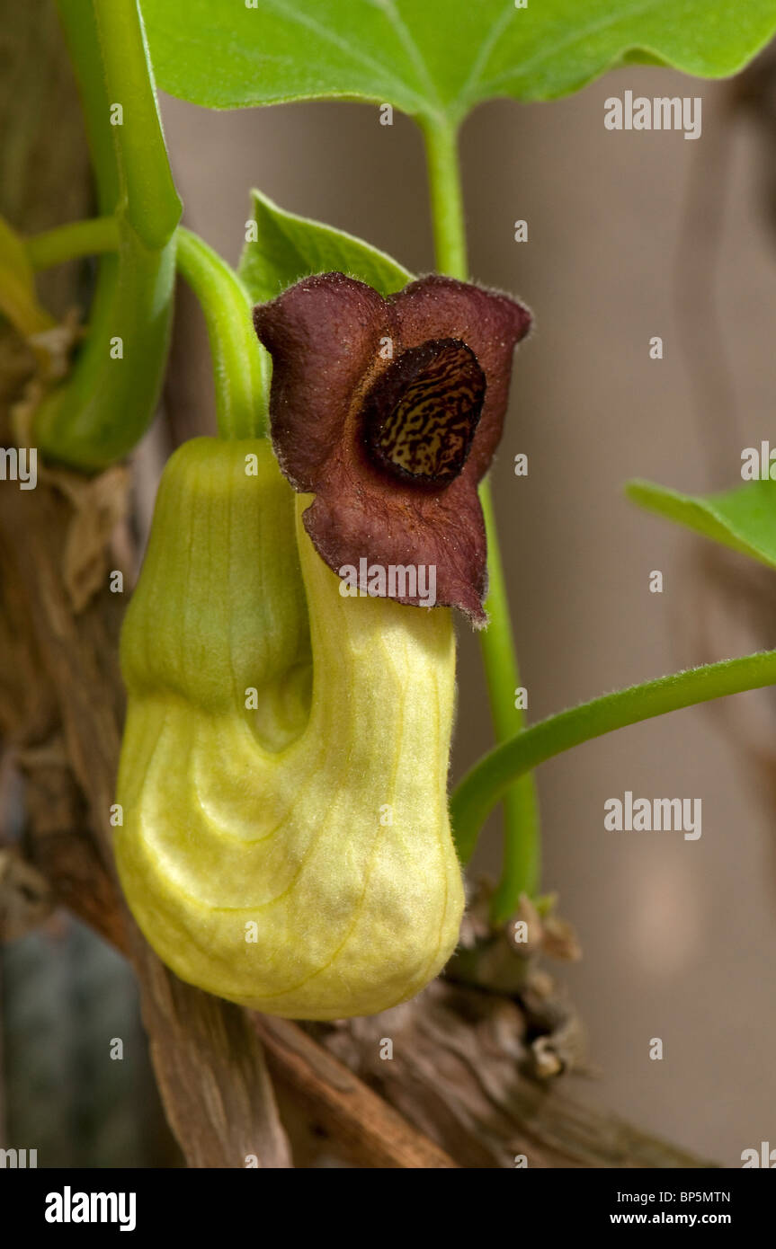 Aristolochia cinese, Guan Mu Tong (Aristolochia manshuriensis), fiore. Foto Stock
