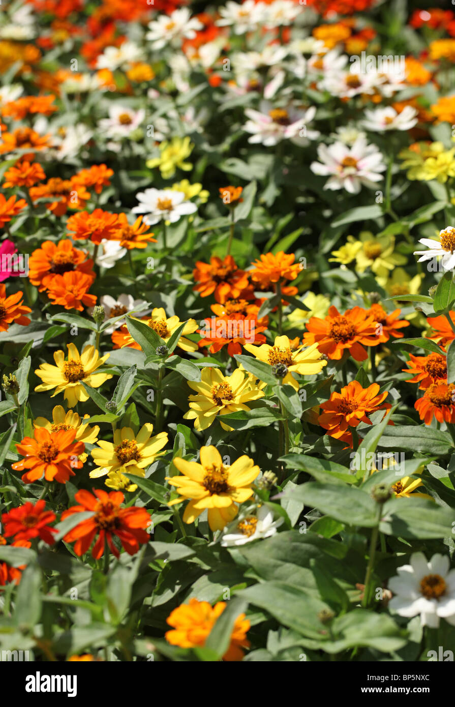 Una collezione di miste di fiori colorati in fiore Foto Stock