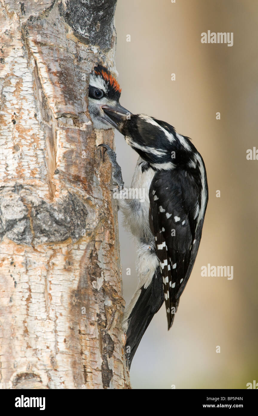 Picchio pelose femmina di alimentazione dei giovani nella cavità della struttura Picoides villosus British Columbia Canada Fine giugno Foto Stock