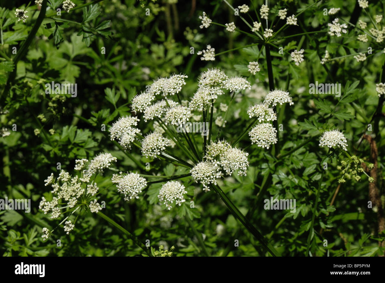 La cicuta acqua dropwort (Oenanthe crocata) dietro Chesil Beach, Dorset Foto Stock