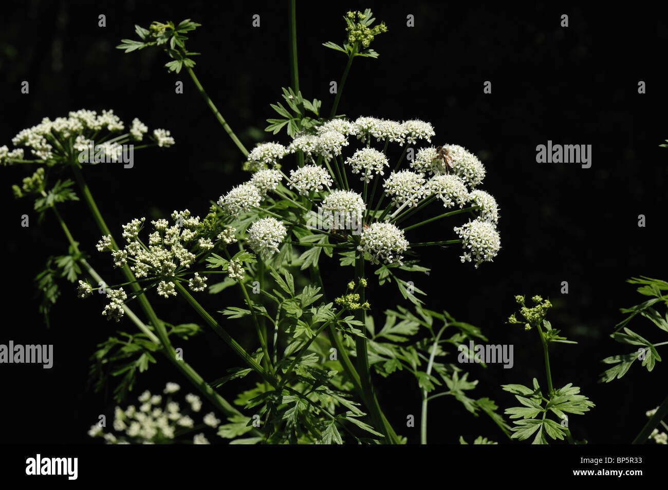 La cicuta acqua dropwort (Oenanthe crocata) dietro Chesil Beach, Dorset Foto Stock