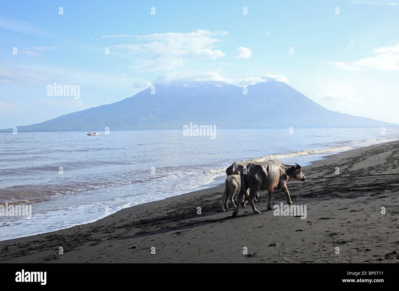 Buffalo sulla spiaggia sulla isola di Sumbawa, INDONESIA Foto Stock
