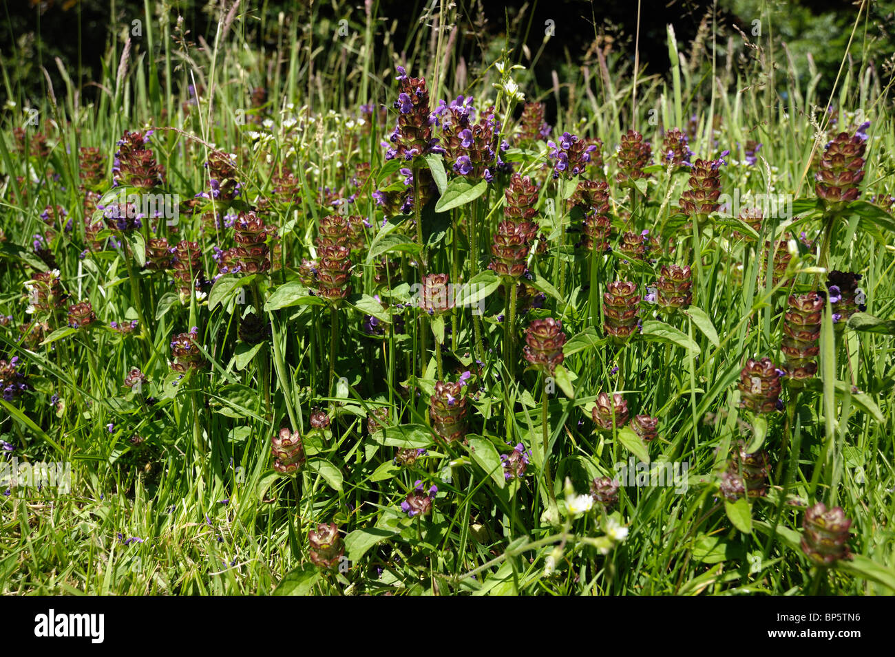 Auto-guarire (Prunella Vulgaris) piante fioritura in Rough cut giardino prato Foto Stock