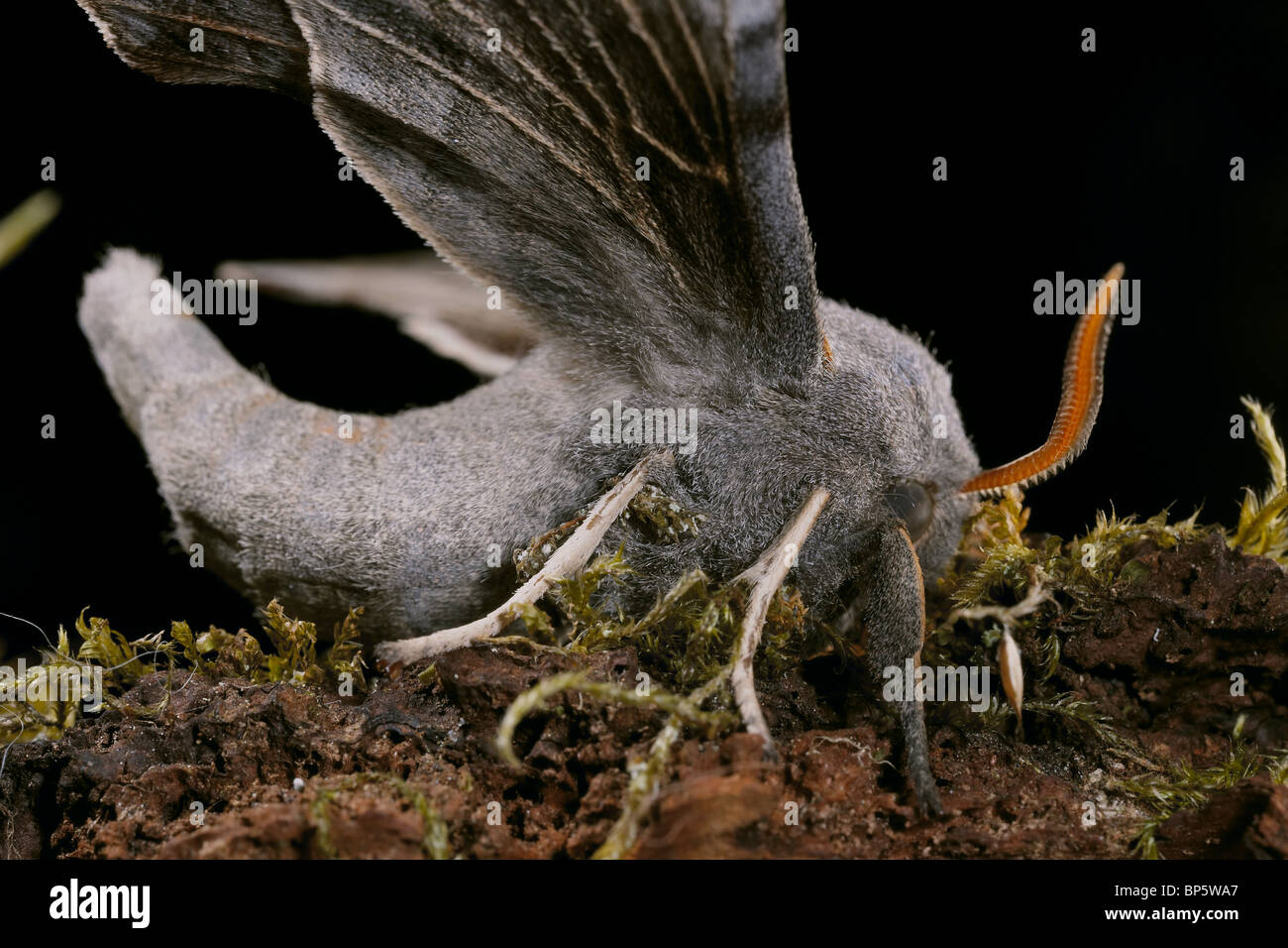 Il PIOPPO Hawkmoth, Laothoe populi Foto Stock