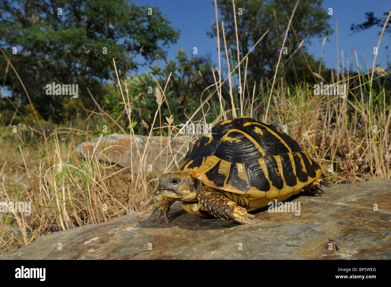 Hermann's tartaruga, tartaruga greca (Testudo hermanni), in habitat, Spagna, Katalonia Foto Stock