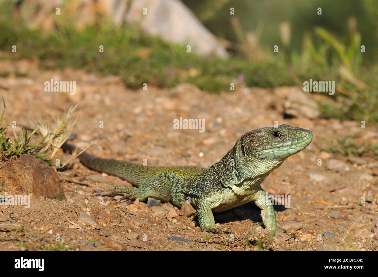 Ocellated lizard, ocellated ramarro, eyed lizard, jewelled lizard (Lacerta lepida), guardando intorno, Spagna Estremadura, Mo Foto Stock