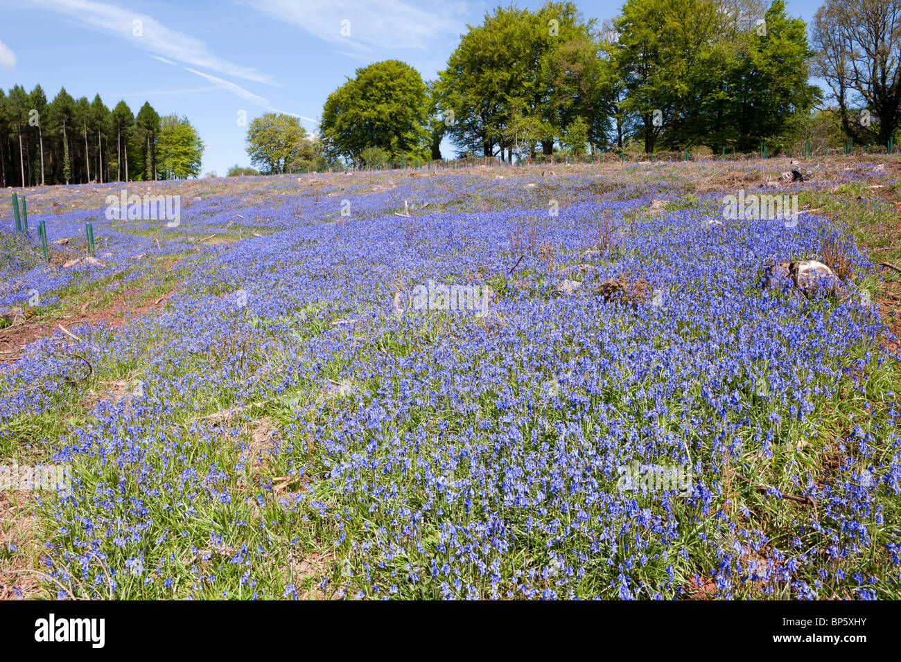 Bluebells fioritura dopo i tagli rasoterra di bosco 1 ml NW di Lydney, Foresta di Dean, Gloucestershire Foto Stock