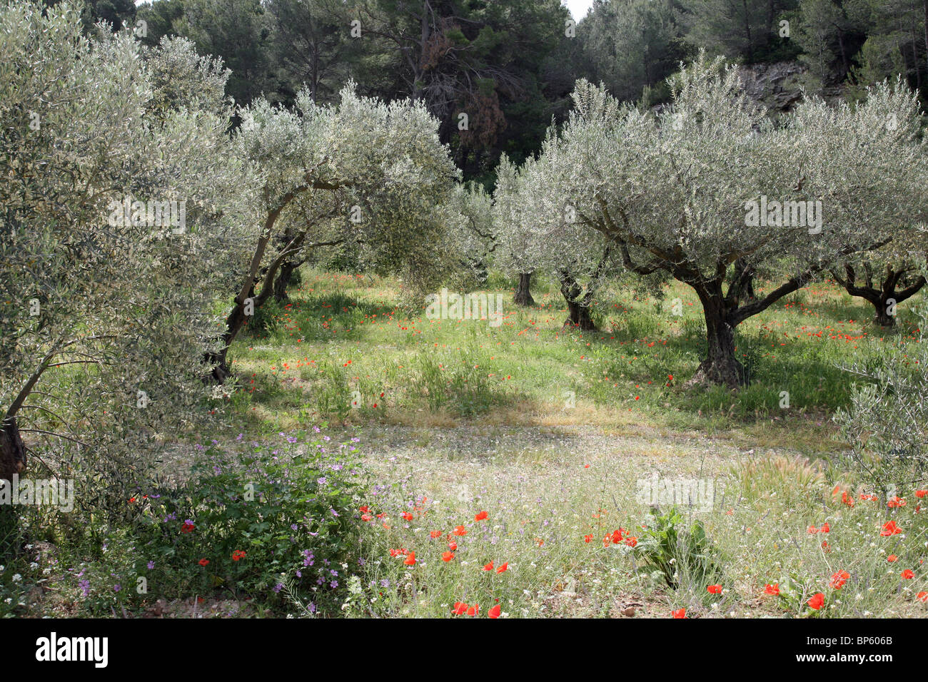 Alberi di ulivo e di papavero in Provenza Francia Foto Stock