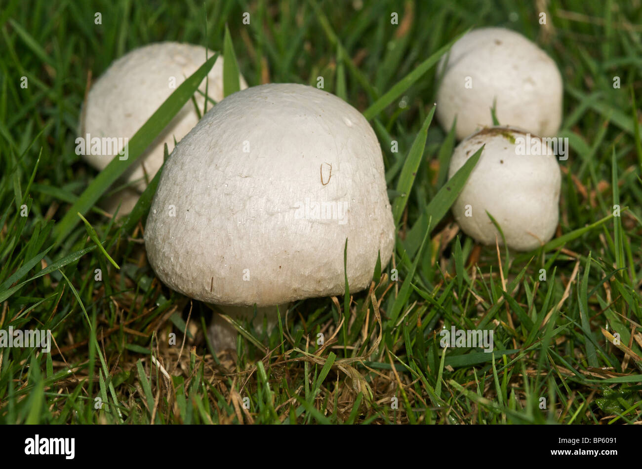 Campo organico o funghi prataioli (Agaricus campestris) Foto Stock