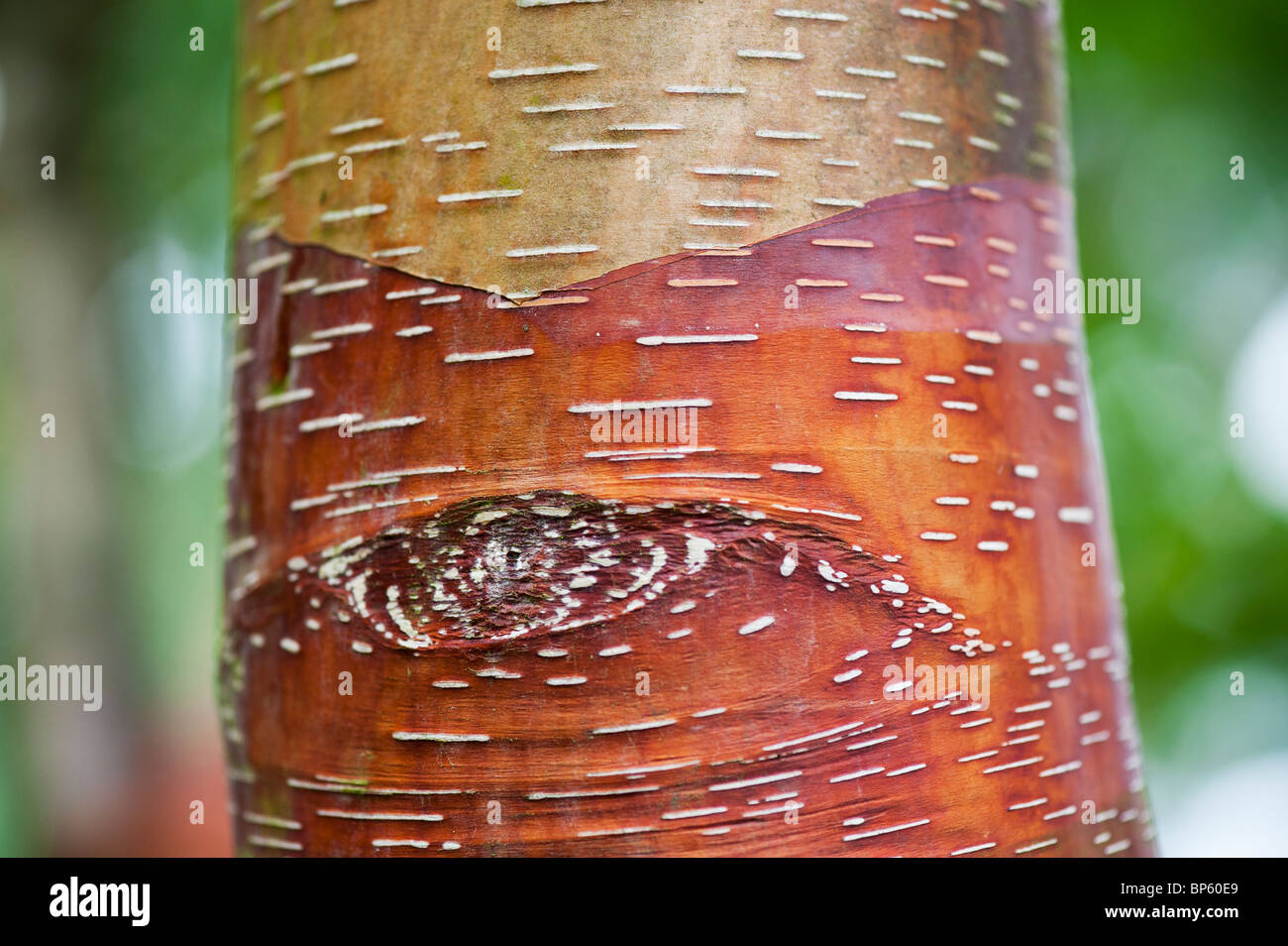 Betula Albosinensis 'Panda rosso". Rosso cinese betulla corteccia di albero Foto Stock