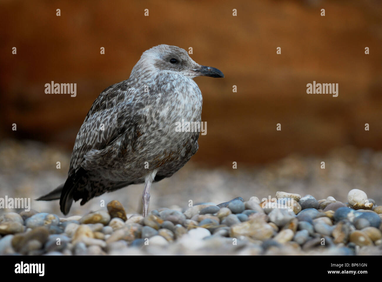 I giovani baby seagull su una spiaggia in appoggio Foto Stock