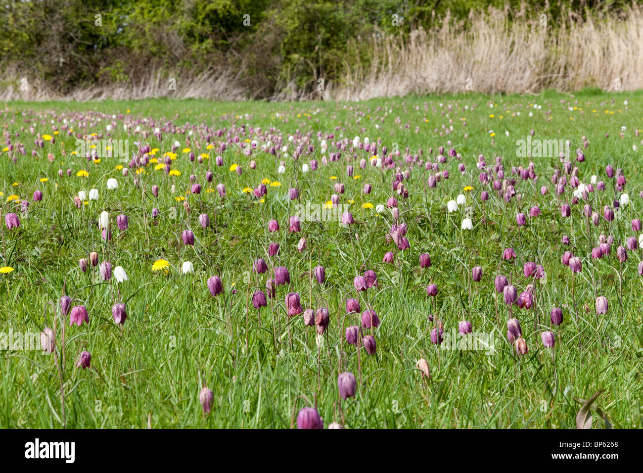 Serpenti Fritillaries testa a nord di Prato, Cricklade Riserva Naturale Nazionale, Cricklade, Wiltshire Foto Stock